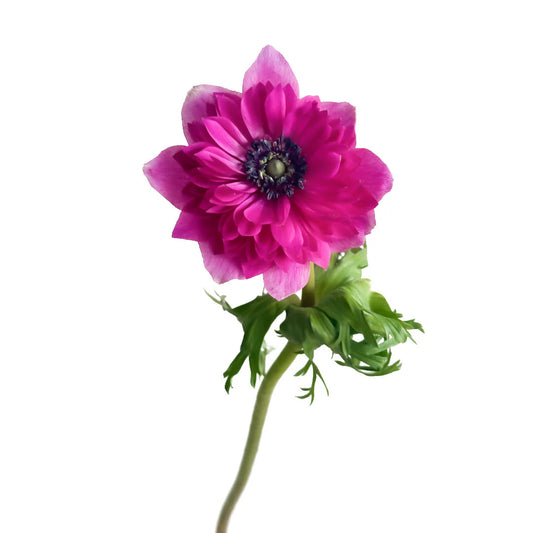 ANEMONE - LEVANTE HOT PINK