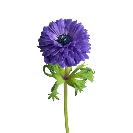 ANEMONE - LEVANTE PURPLE