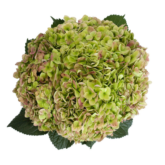 HYDRANGEA - GREEN ANTIQUE
