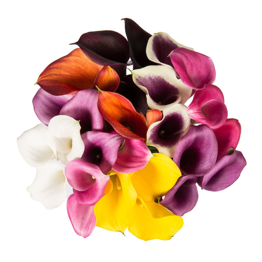 MINI CALLA - ASSORTED
