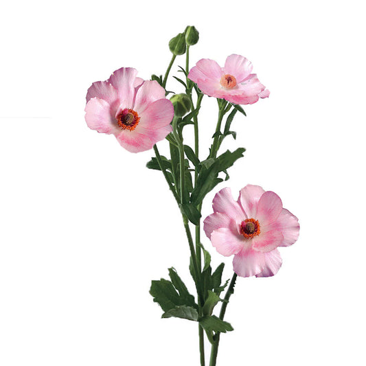 BUTTERFLY RANUNCULUS - PINK