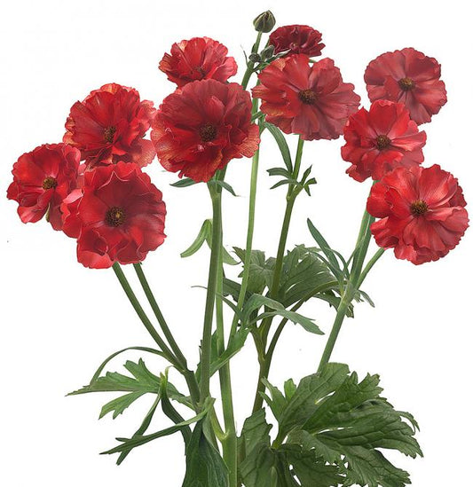 BUTTERFLY RANUNCULUS - RED