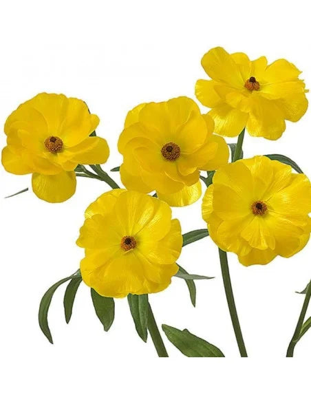 BUTTERFLY RANUNCULUS - YELLOW – MLA Wholesale, Inc.