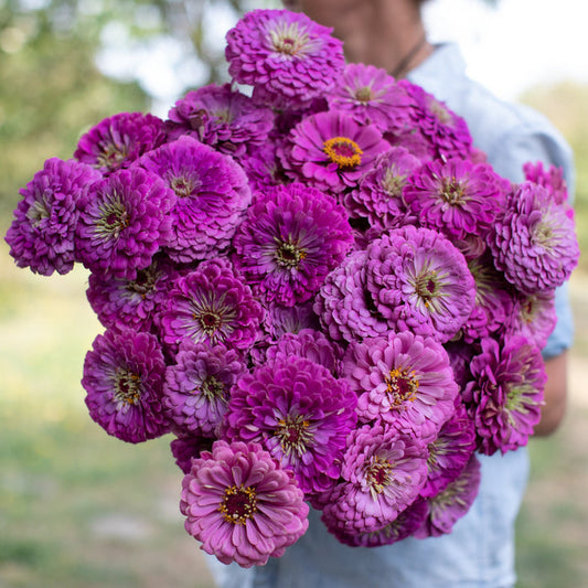 ZINNIA - PURPLE
