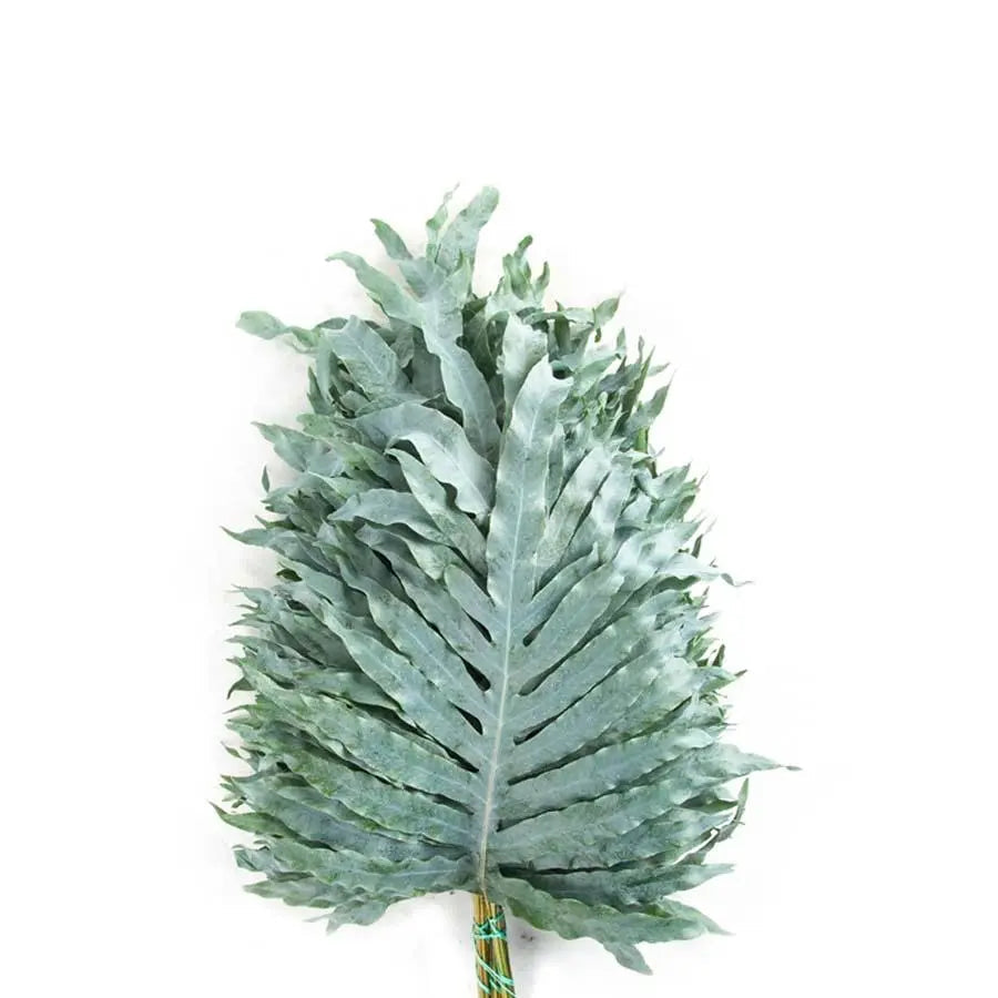 BLUE PHLEBODIUM