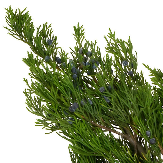 GREENERY - BLUEBERRY CEDAR