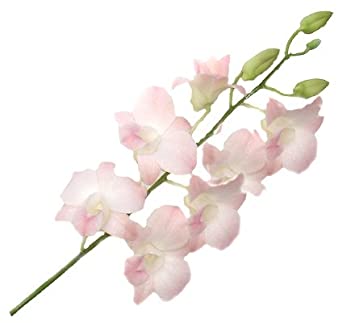 DENDROBIUM - BLUSH