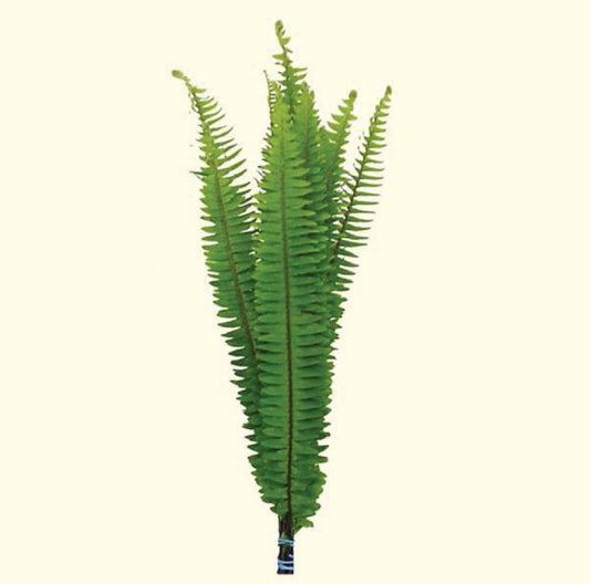 GREENERY - BOSTON FERN