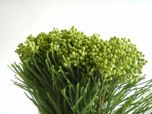 BERZILLIA GREEN BERRIES