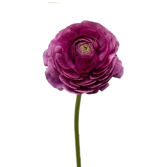 RANUNCULUS - PURPLE
