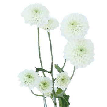 POMP - WHITE BUTTON