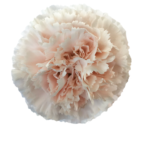 CARNATION - BLUSH