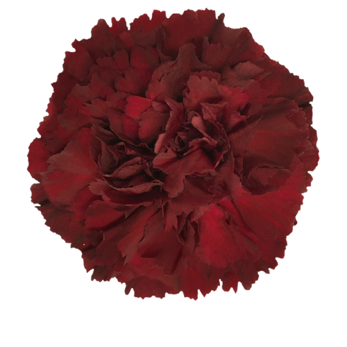 CARNATION - BURGUNDY