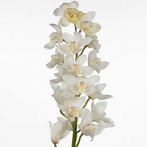 CYMBIDIUM - WHITE