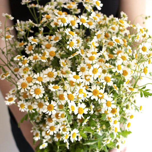 FEVERFEW - DAISY TYPE