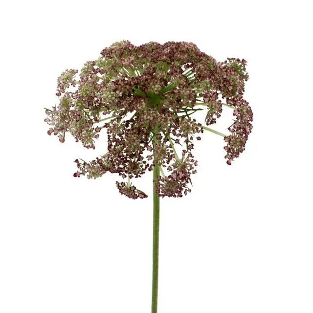 QUEEN ANNES LACE - CHOCOLATE
