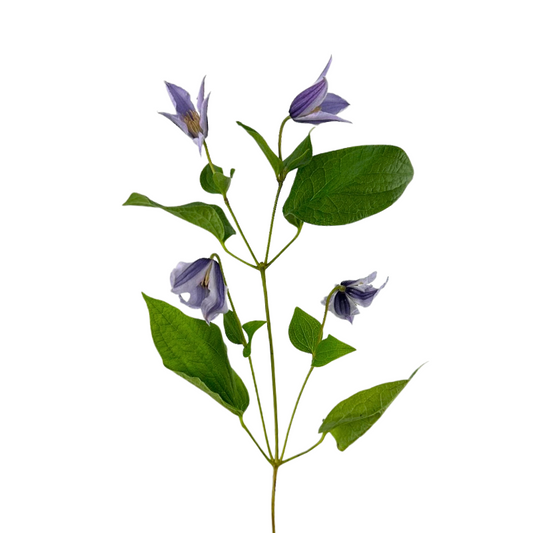 CLEMATIS VINE - PURPLE