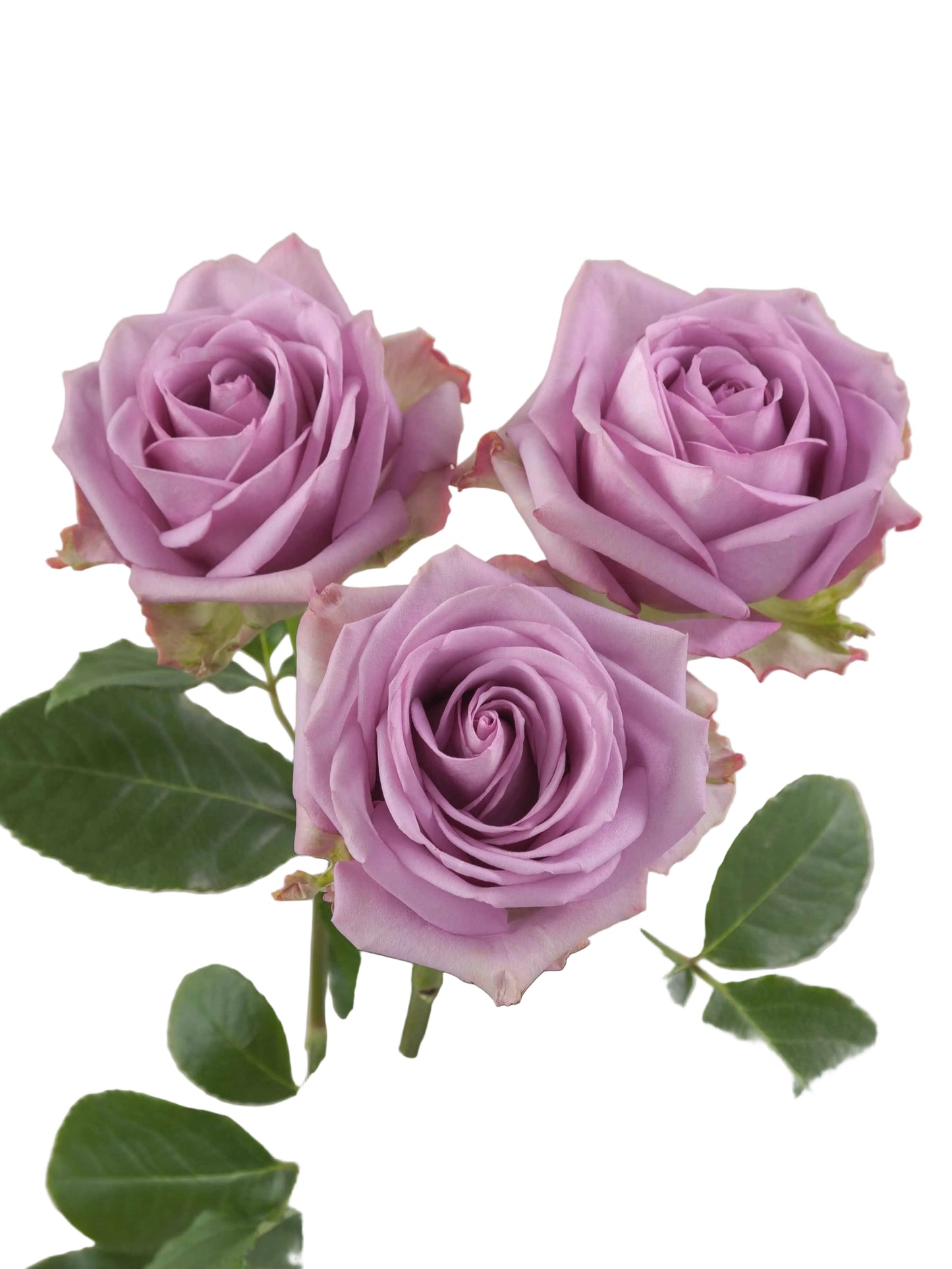 ROSE - LAVENDER COOL WATER