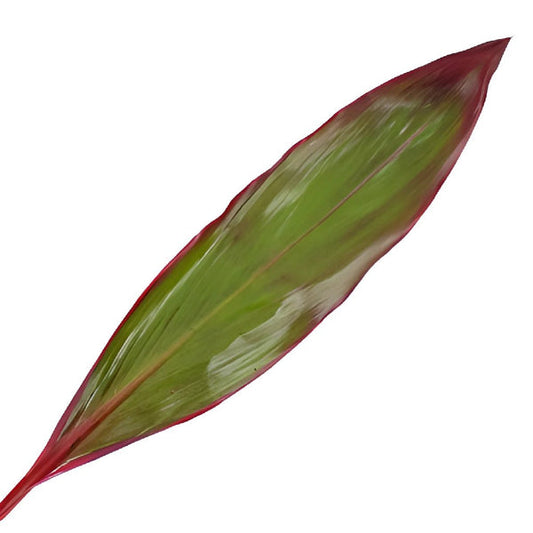 GREENERY - RED ASPIDISTRA