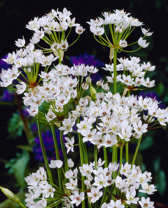 MINI ALLIUM - WHITE