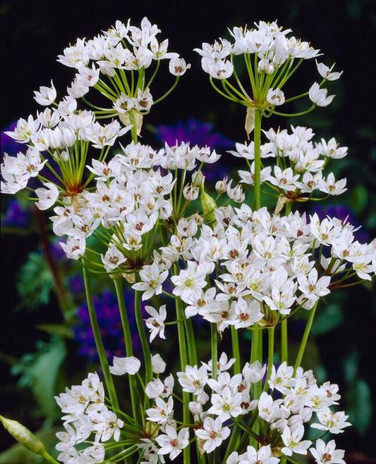 MINI ALLIUM - WHITE