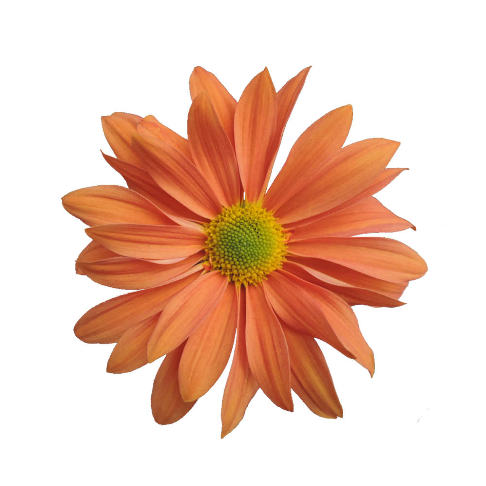 POMP - BUTTERSCOTCH DAISY