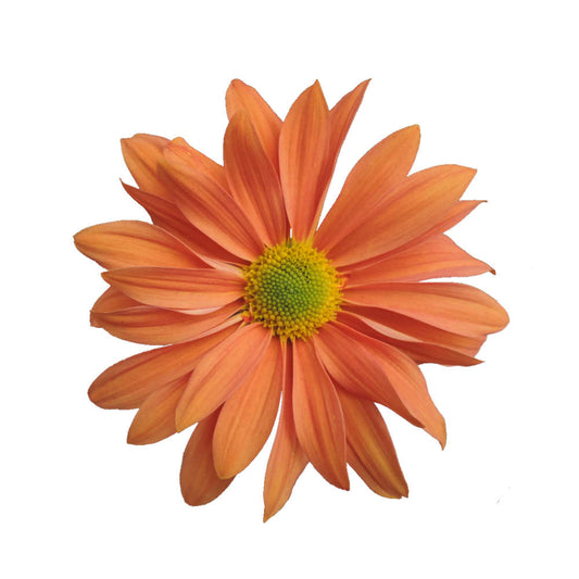 POMP - BUTTERSCOTCH DAISY