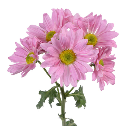 POMP - PINK DAISY