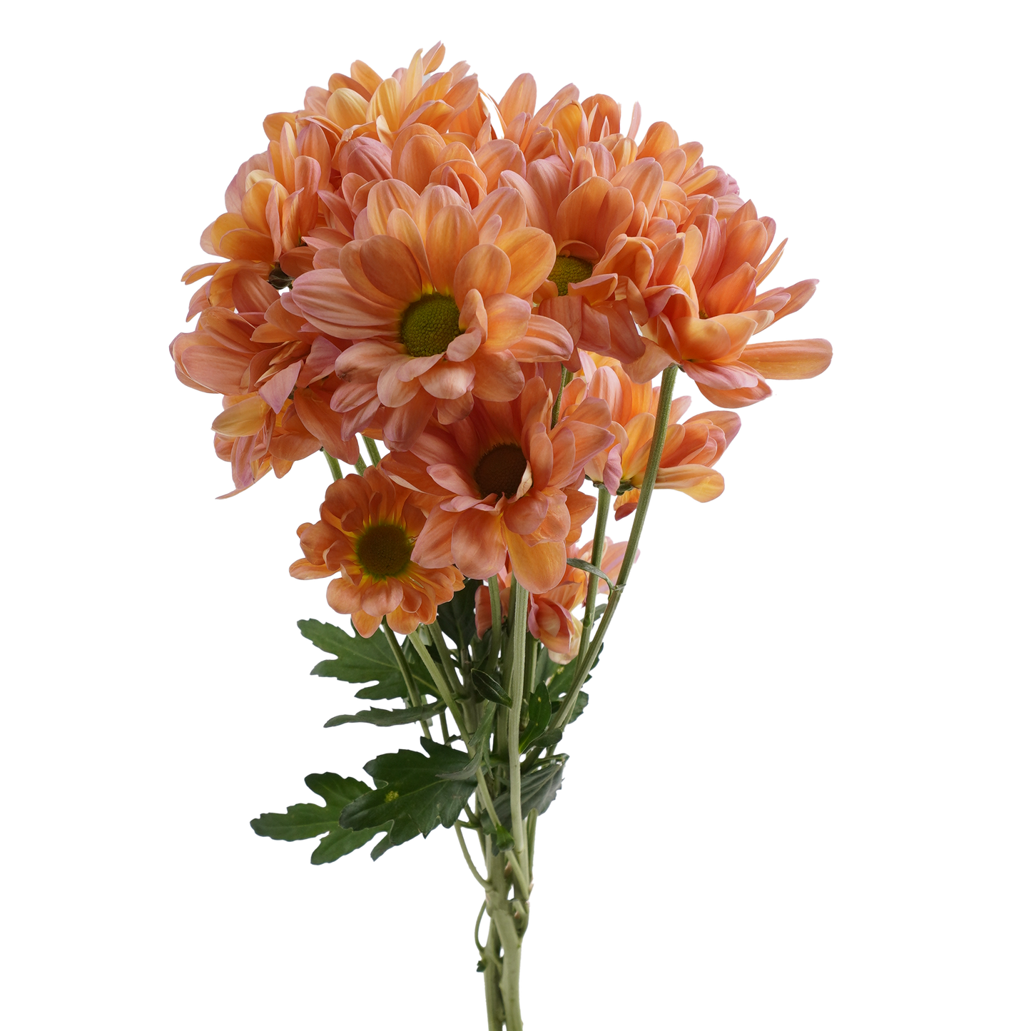 POMP - PEACH DAISY