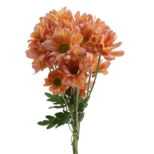 POMP - PEACH DAISY