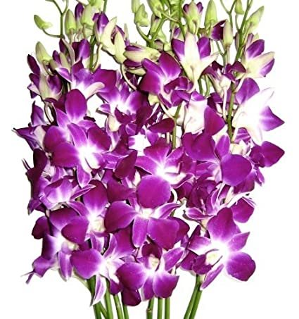 DENDROBIUM - PURPLE S.O.