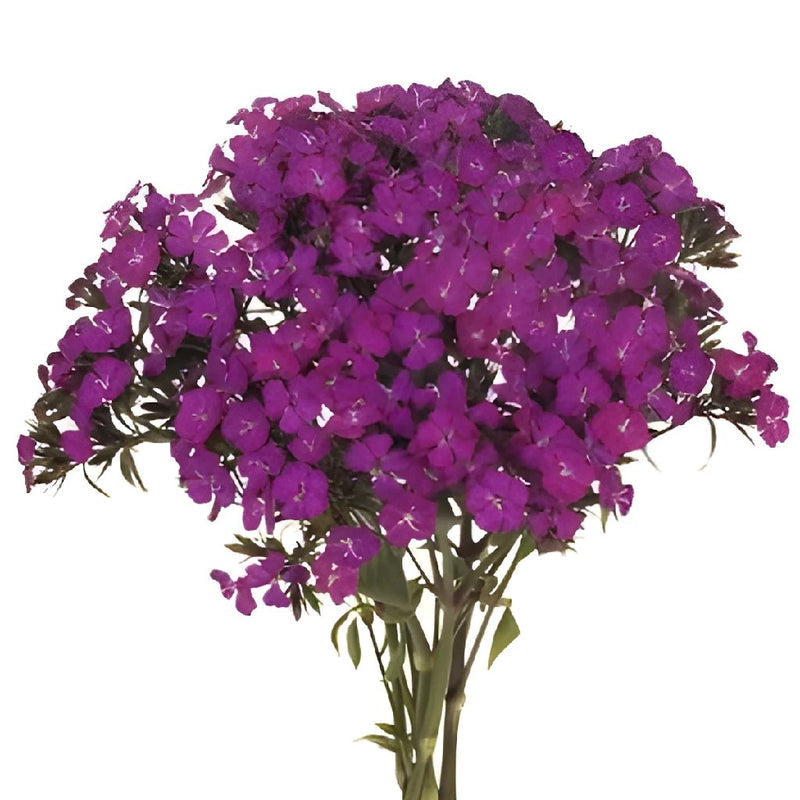 DIANTHUS - FUSCHIA