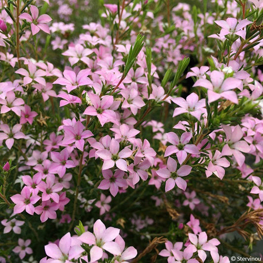 DIOSMA - PINK