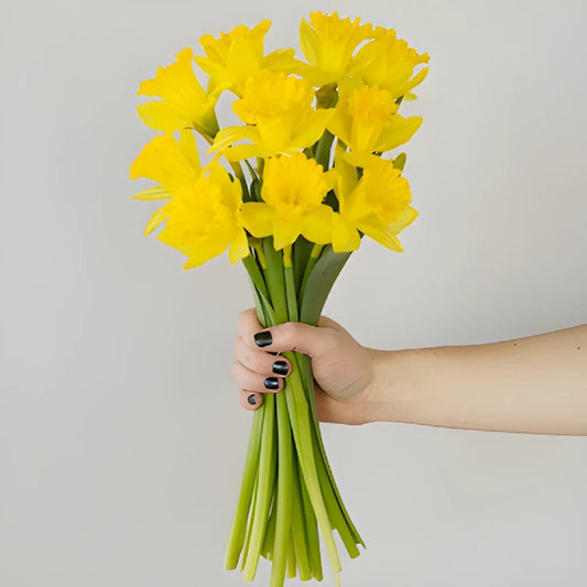 DAFFODIL