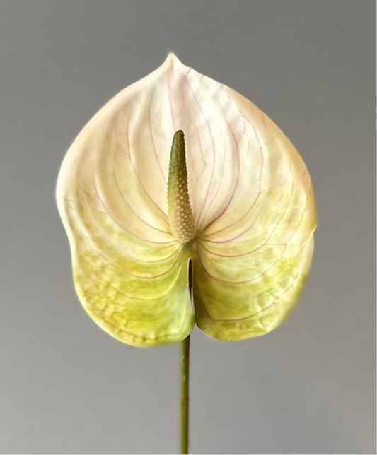 ANTHURIUM - WHITE/GREEN