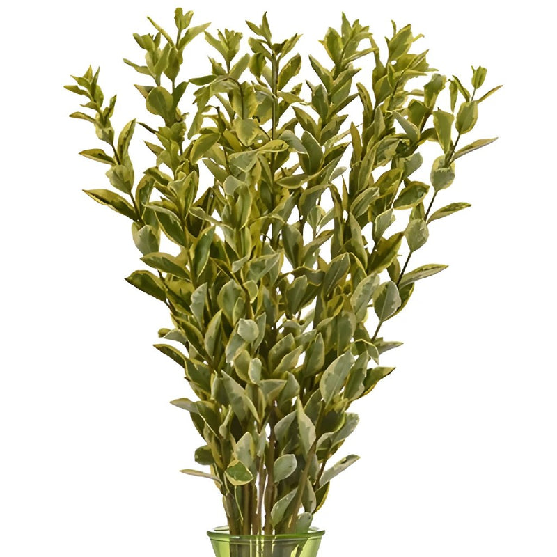 GREENERY - EUONYMUS
