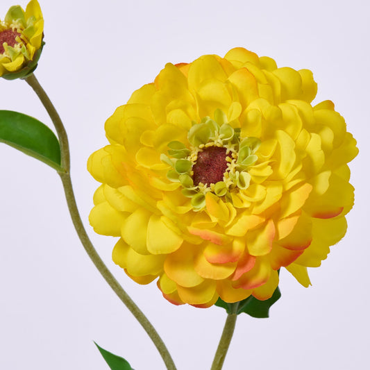 ZINNIA - YELLOW