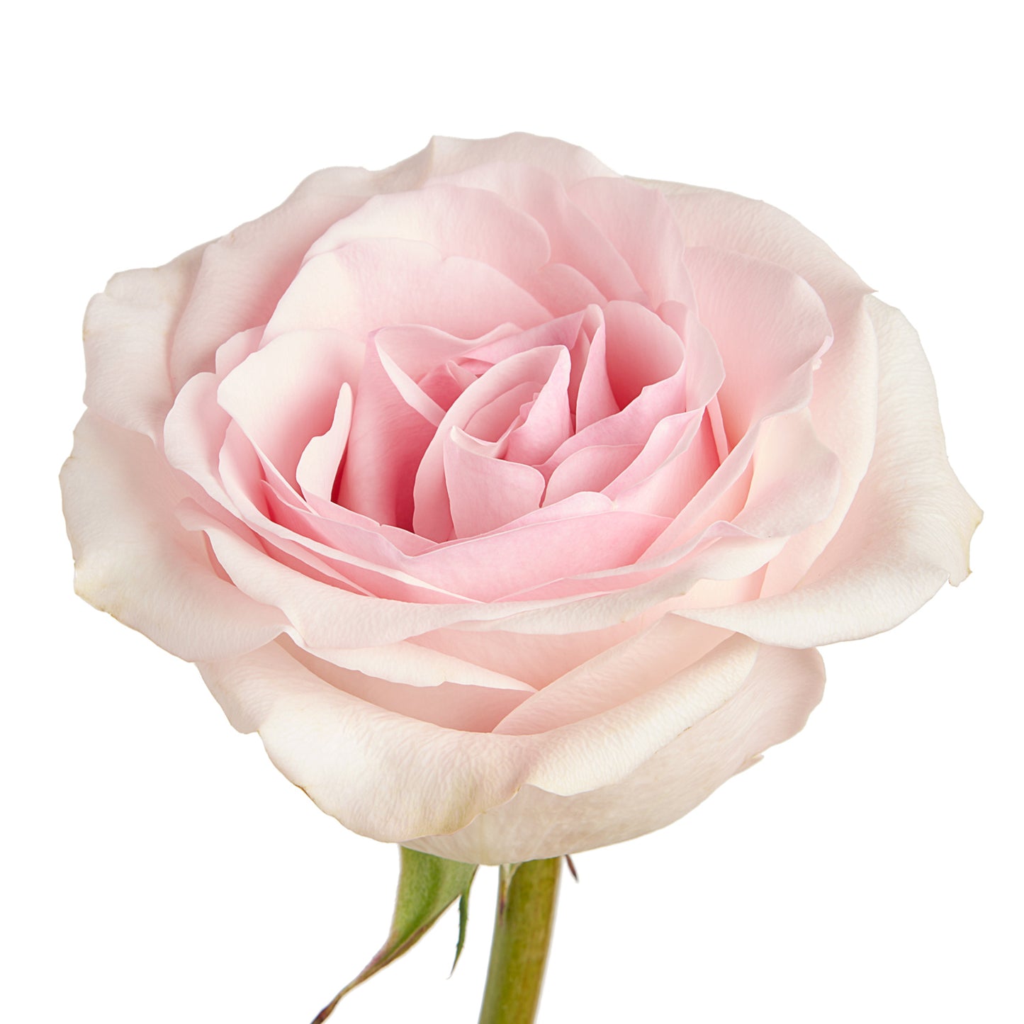 ROSE - LIGHT PINK NOVIA