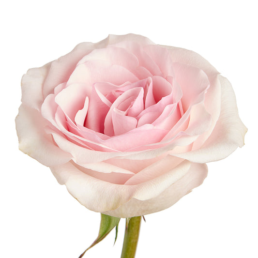 ROSE - LIGHT PINK NOVIA