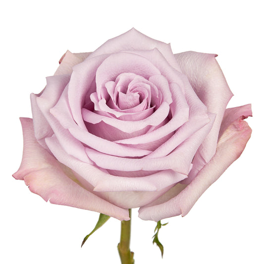 ROSE - LAVENDER OCEAN SONG
