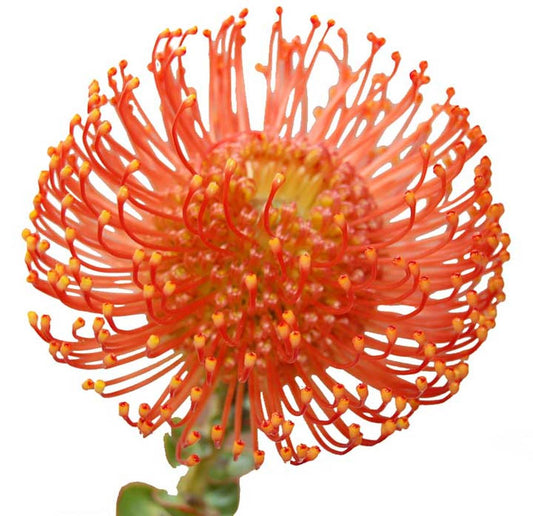 PINCUSHION PROTEA - ORANGE