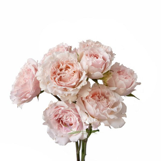 SPRAY ROSE - WEDDING ROSEVER