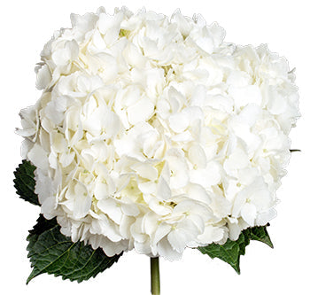 HYDRANGEA - JUMBO WHITE