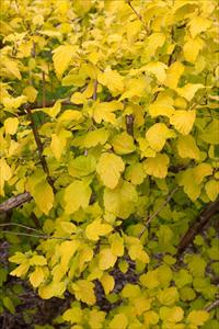 NINEBARK - GOLD