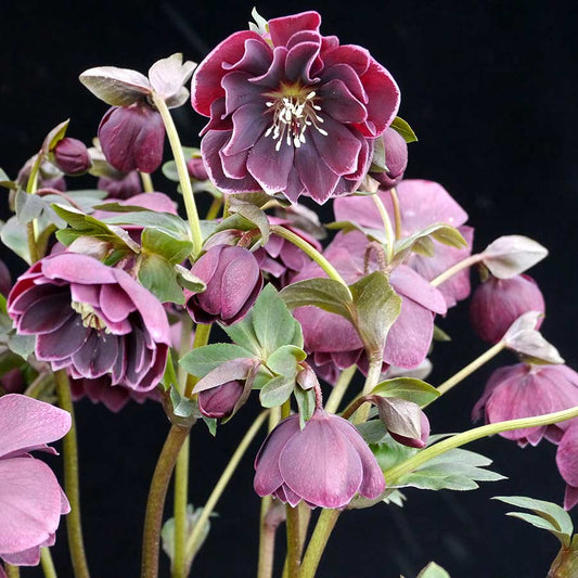 HELLEBORUS - PLUM