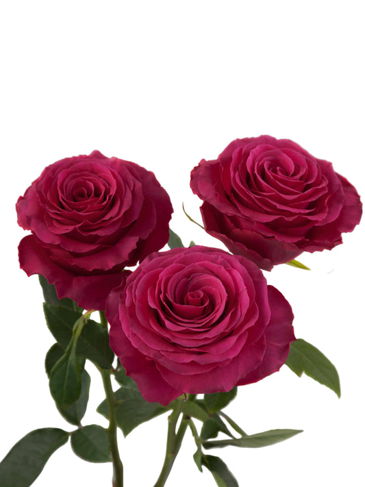 ROSE - HOT PINK HOT SHOT