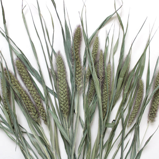 NOVELTY - MILLET