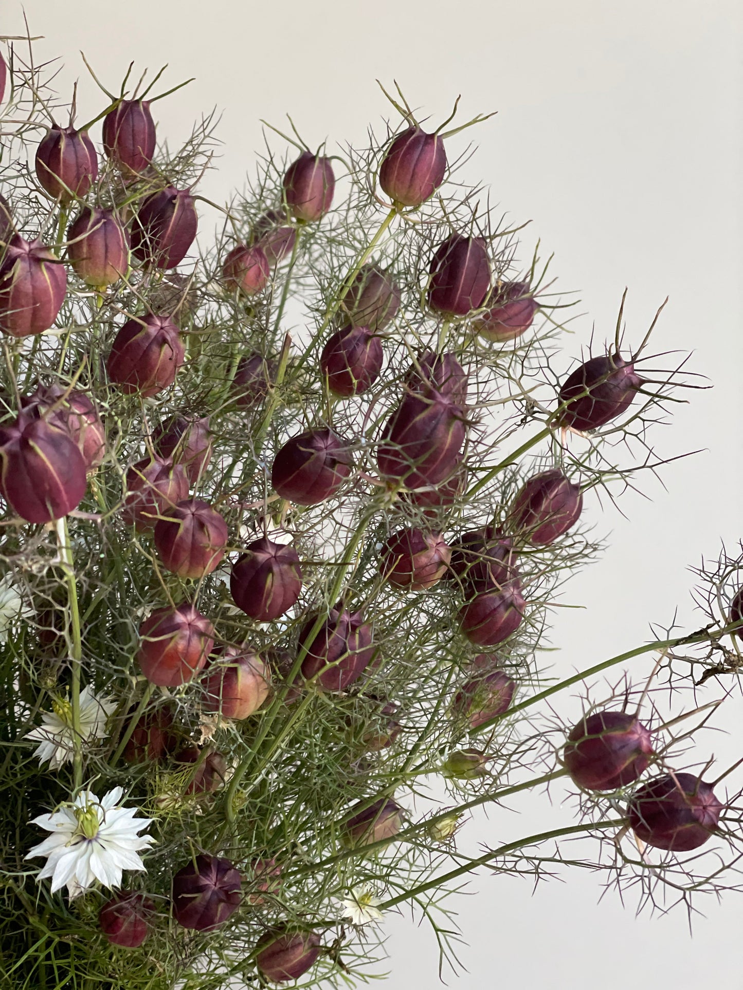 NIGELLA POD