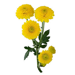 POMP - YELLOW BUTTON