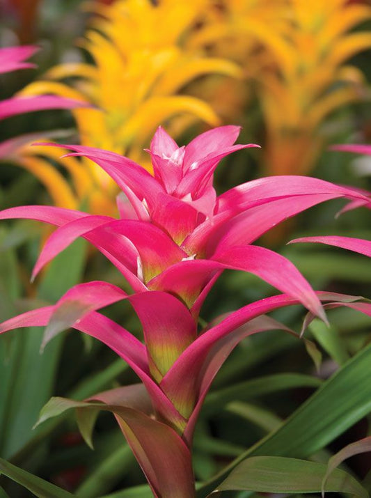 BROMELIAD